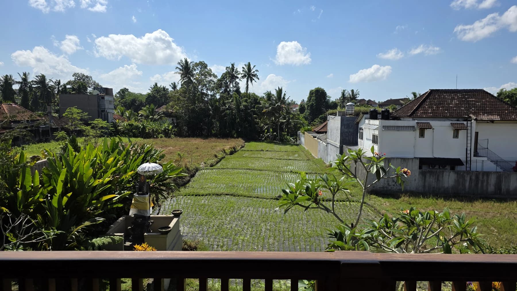 Rice fields photographed during Rachid's travels